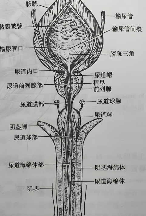 男性尿道三个狭窄两个弯曲三个扩大是什么