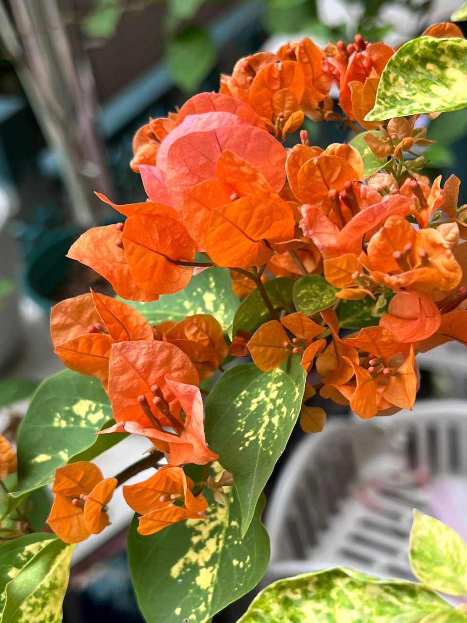 金心龙舌三角梅   这个橙色太优秀啦～爱了