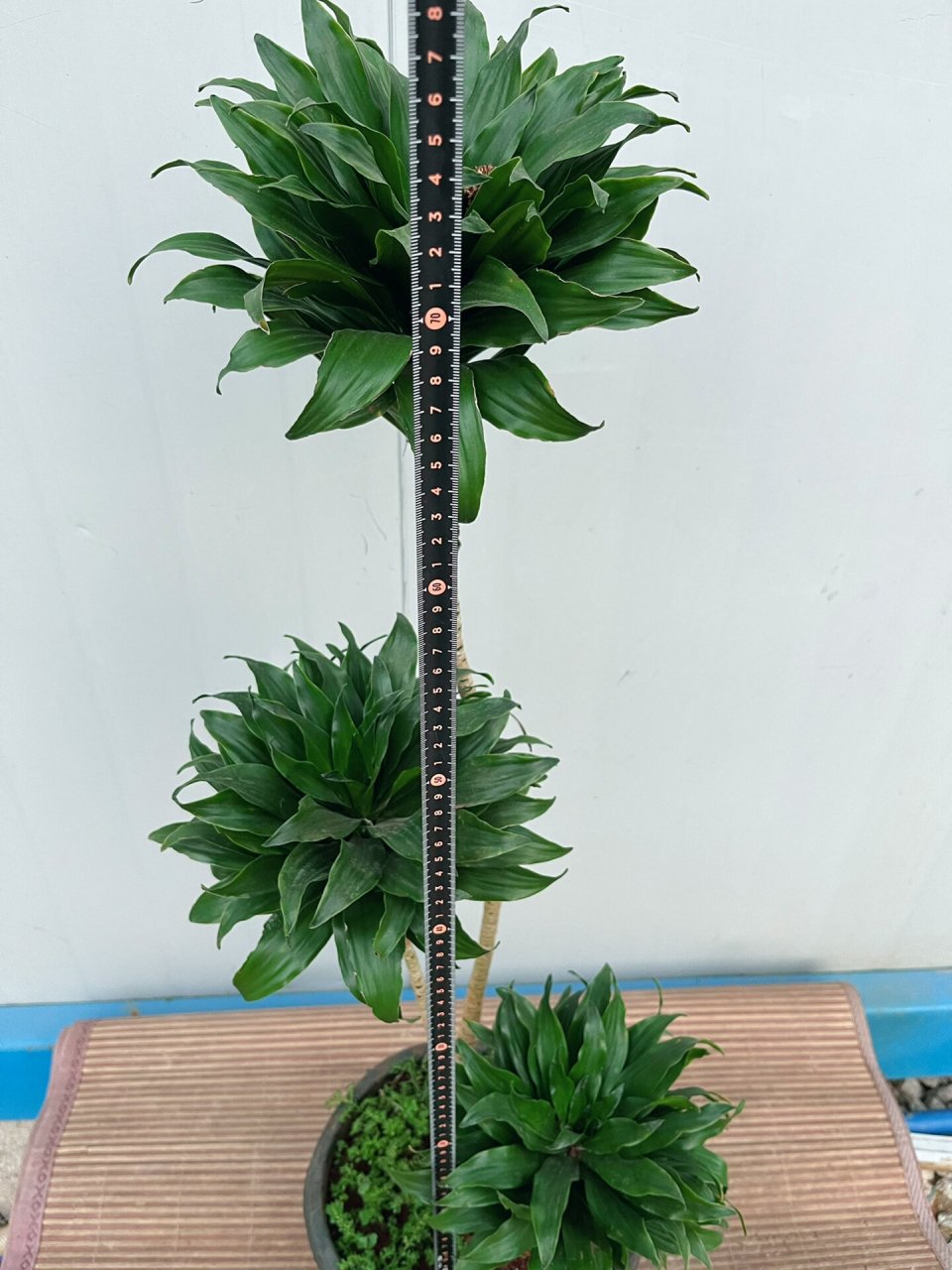 太阳神绿植寓意是热情,奔放与阳光.
