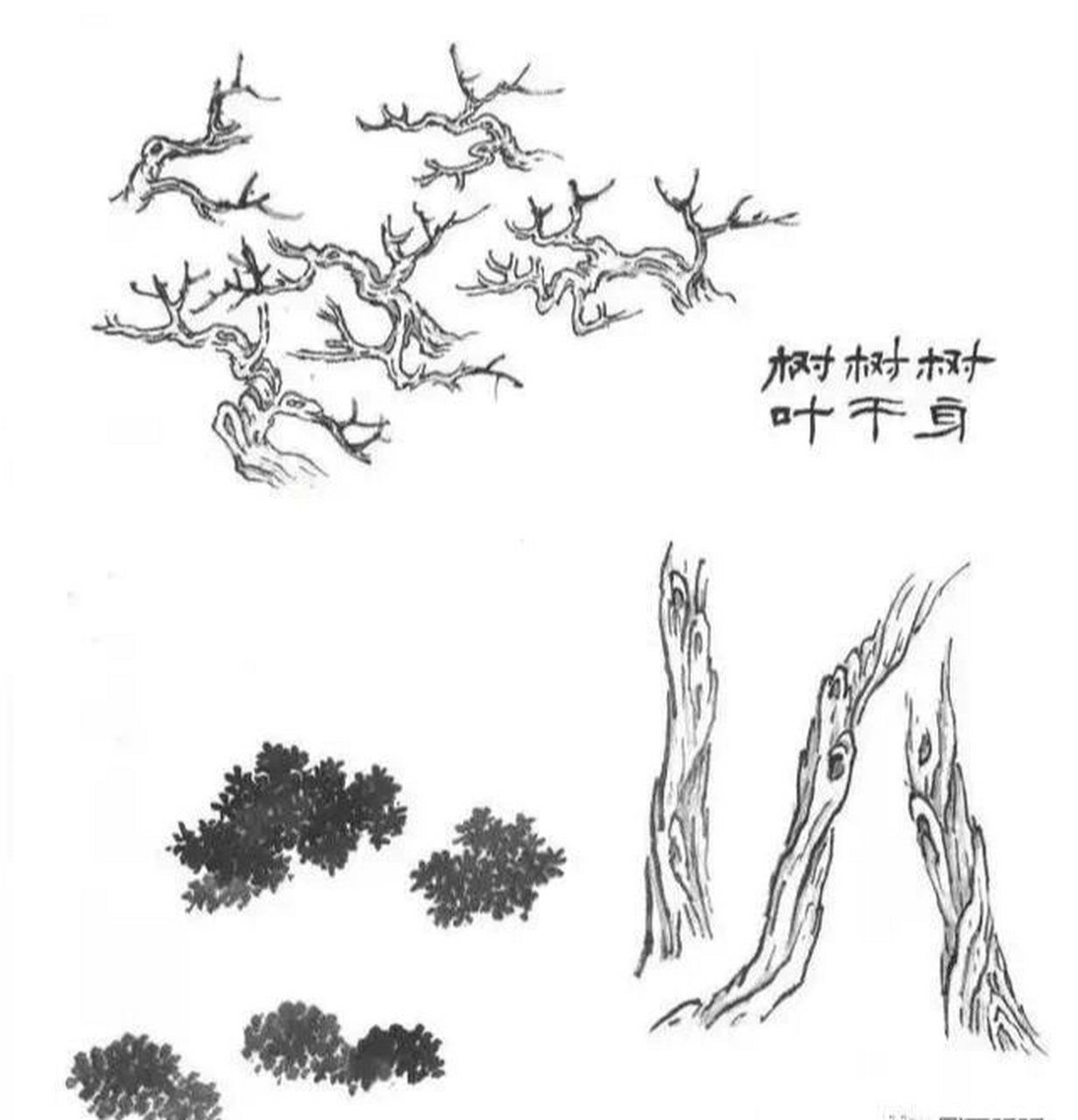 国画山水树的基本画法(1) 柏树具有苍劲古朴的气势.