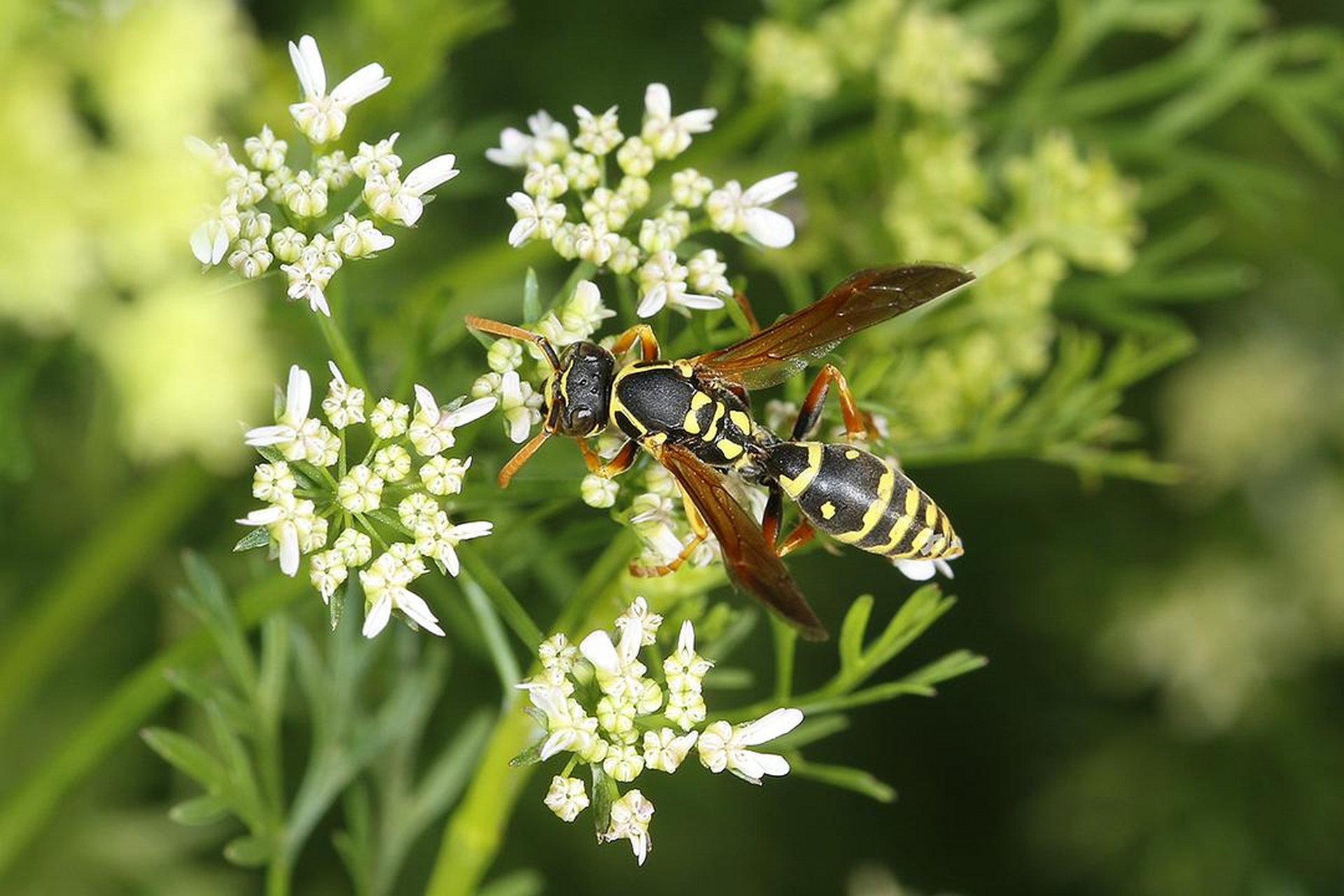 你不了解的昆虫的另一面#角马蜂 polistes chinensis antennails