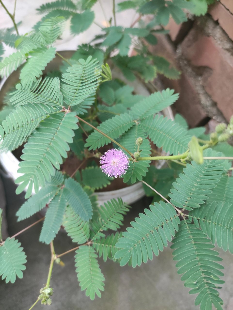 含羞草开花图片 骨朵图片