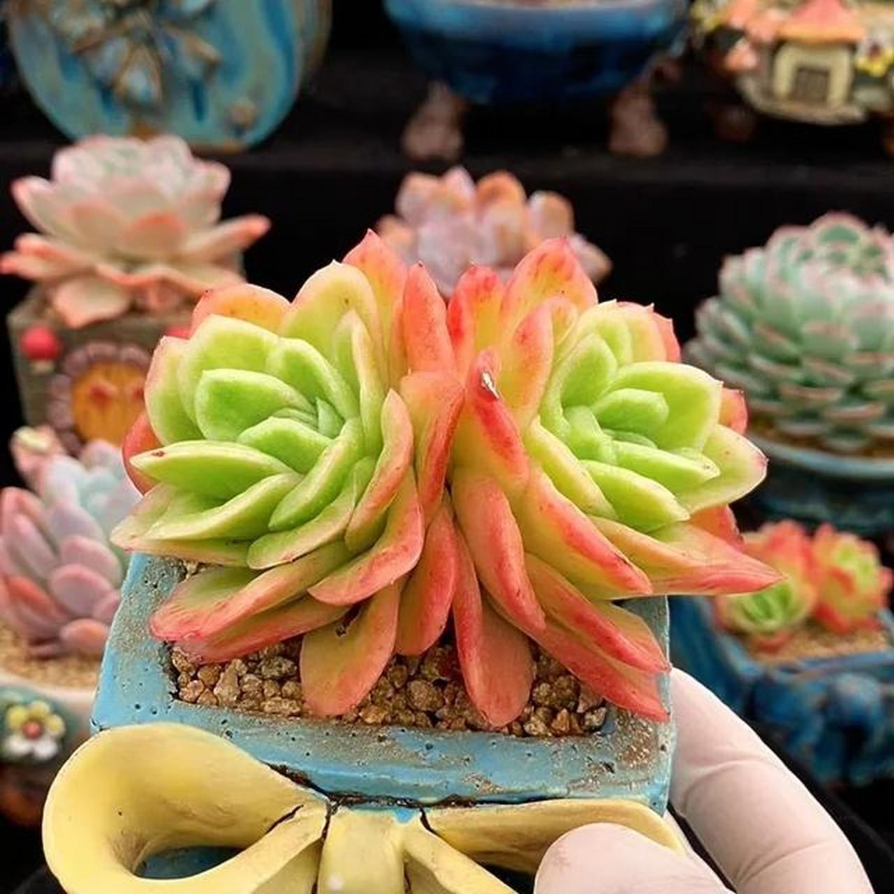 欣赏多肉 冰玫瑰锦