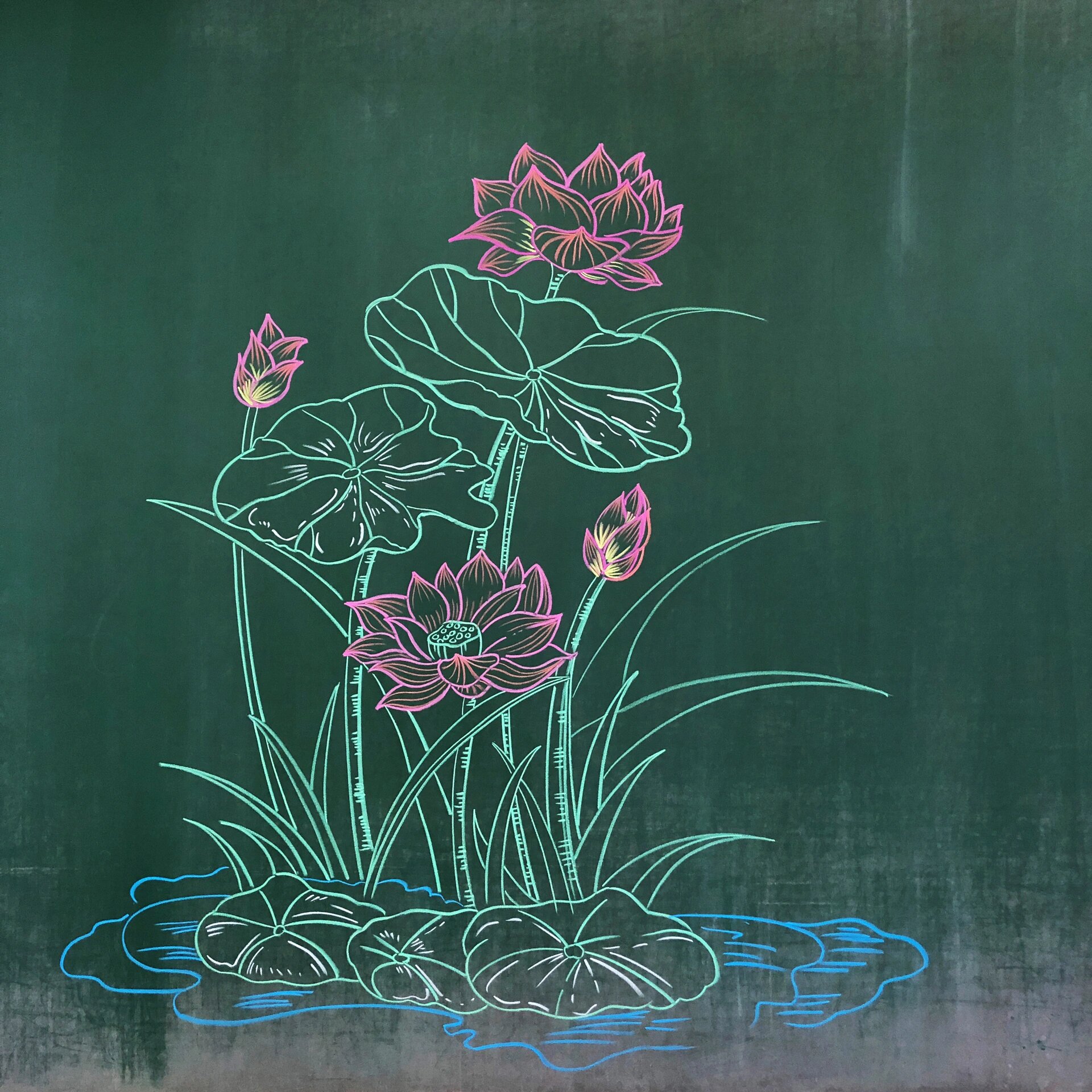 粉笔画,黑板画—荷花
