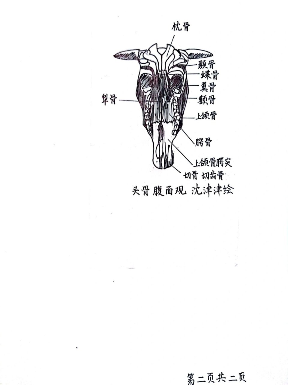牛的四肢确实发达,但"头骨"绝对不简单 动物学解剖课作业,绘制牛的
