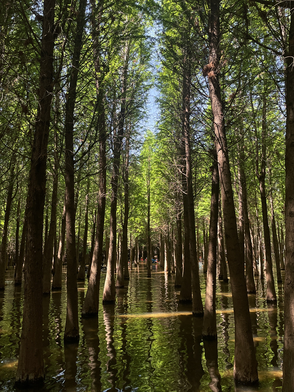 昆明捞鱼河湿地公园美得像童话世界 捞鱼河湿地公园太美了!