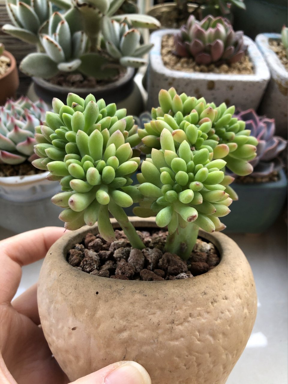 春萌缀化