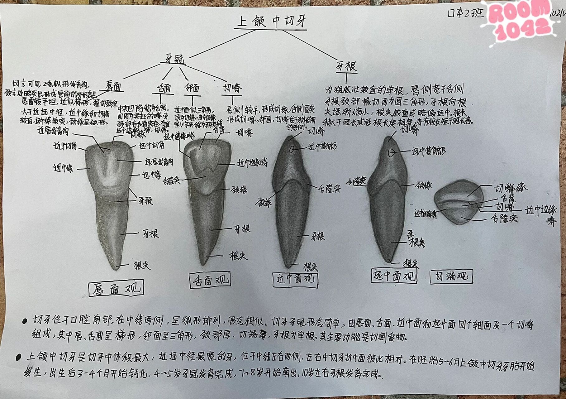 上颌侧切牙的解剖图图片