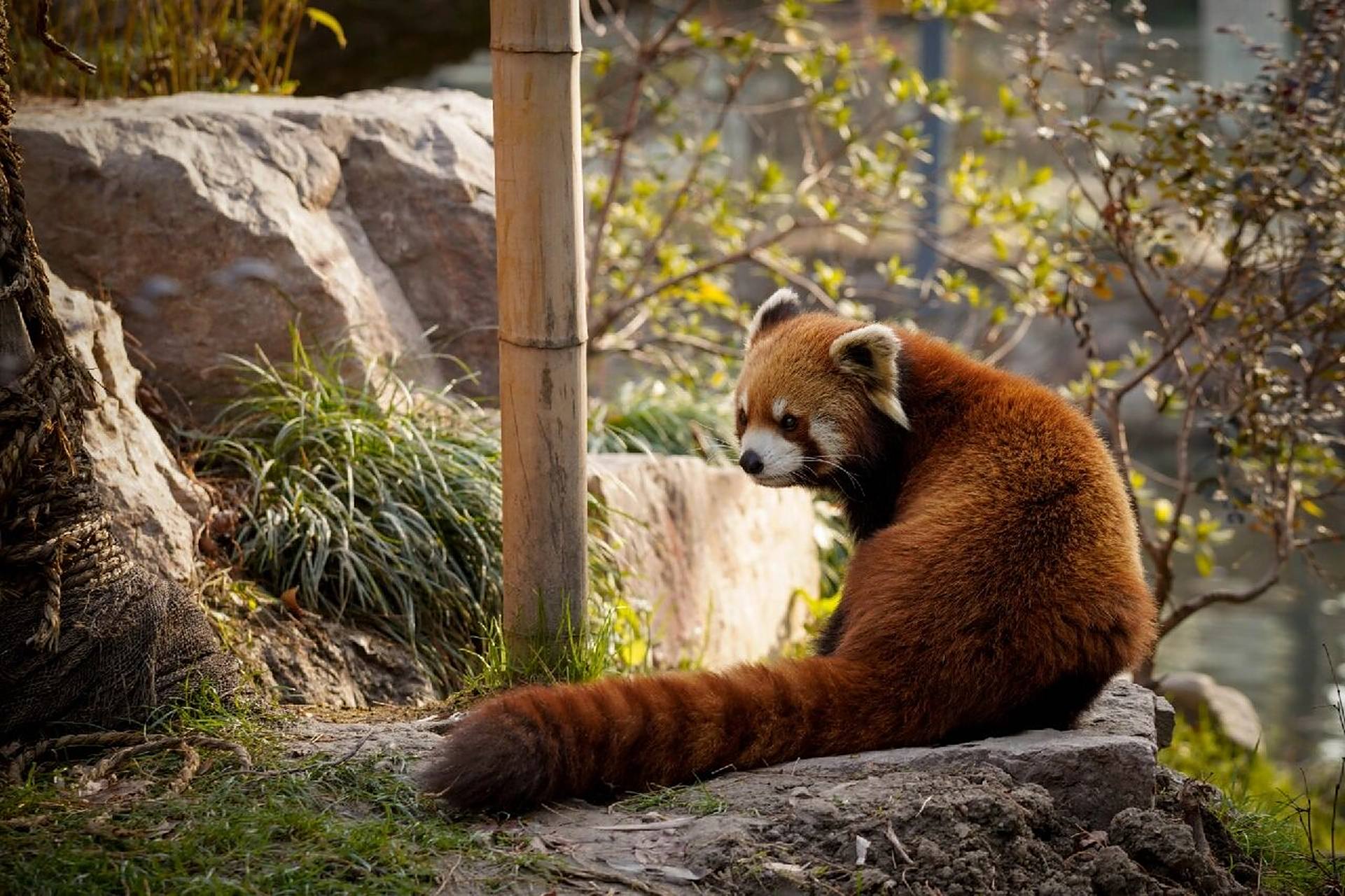 小熊猫96 |阳光 草地 还有圆滚滚的背影 小熊猫太可爱啦 上次去上动