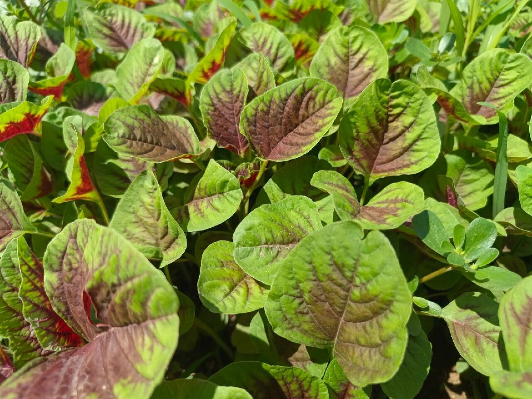 植物小科普～苋 别名:雁来红,老少年,老来少,三色苋 科  :苋科 特 征: