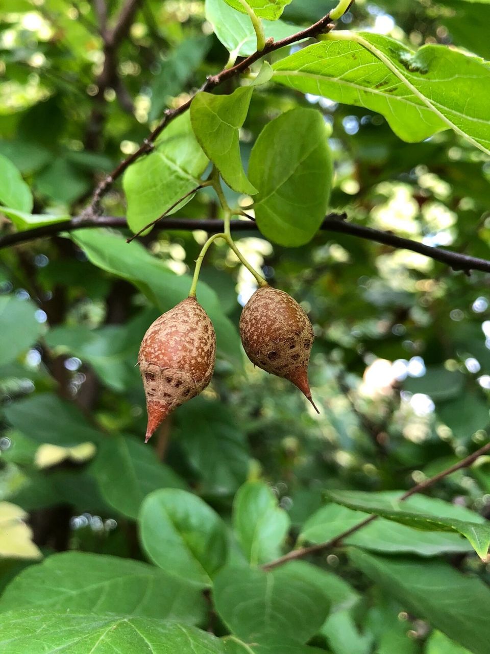 秤锤树果实图片