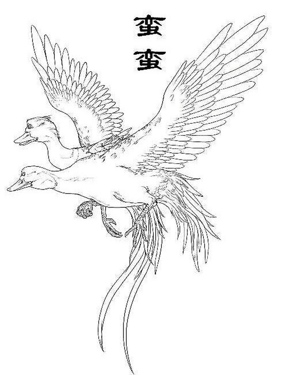 山海经》异兽之蛮蛮 92原文:有鸟焉,其状如凫,而一翼一目,相得乃飞