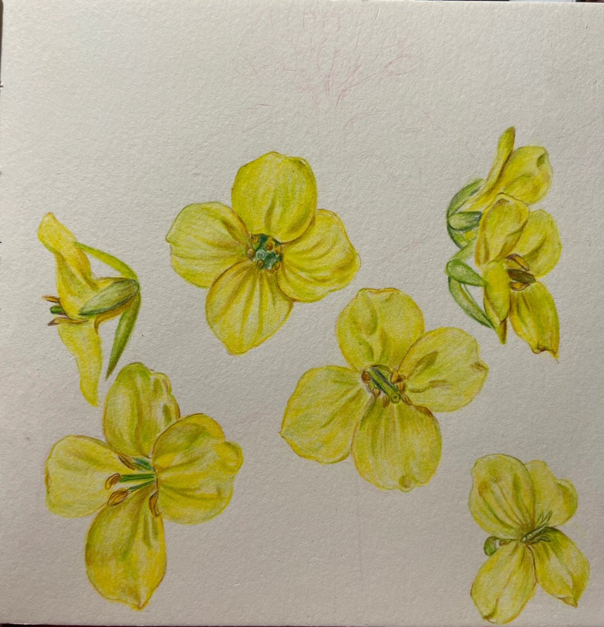 零基础彩铅|油菜花|附过程 又到了油菜花盛开的季节