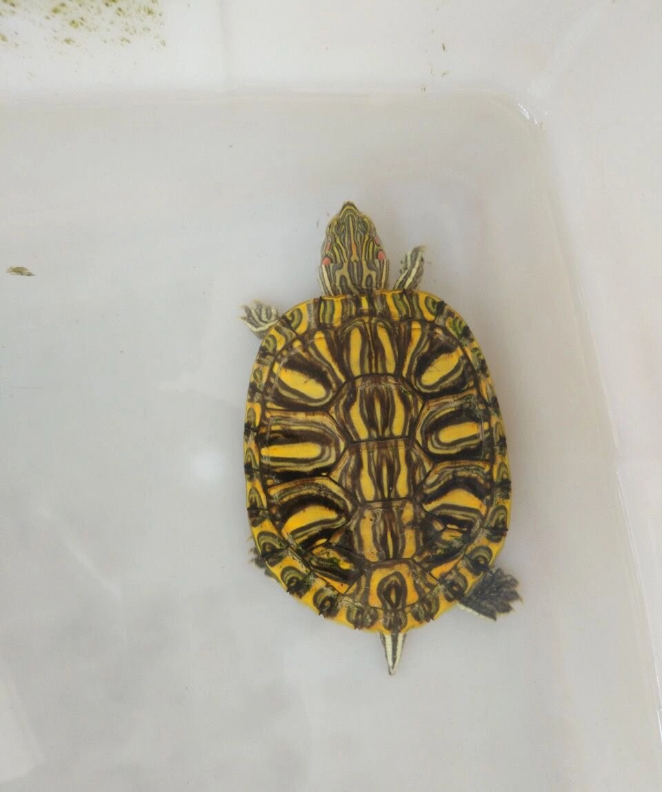 巴西脸龟类:格兰德彩龟