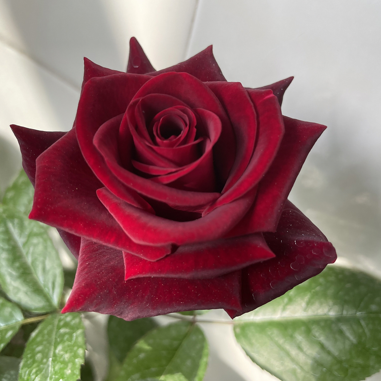 月季切花"黑魔术" 这个品种真的很优秀了,抗病耐热 没啥缺点跟了我好