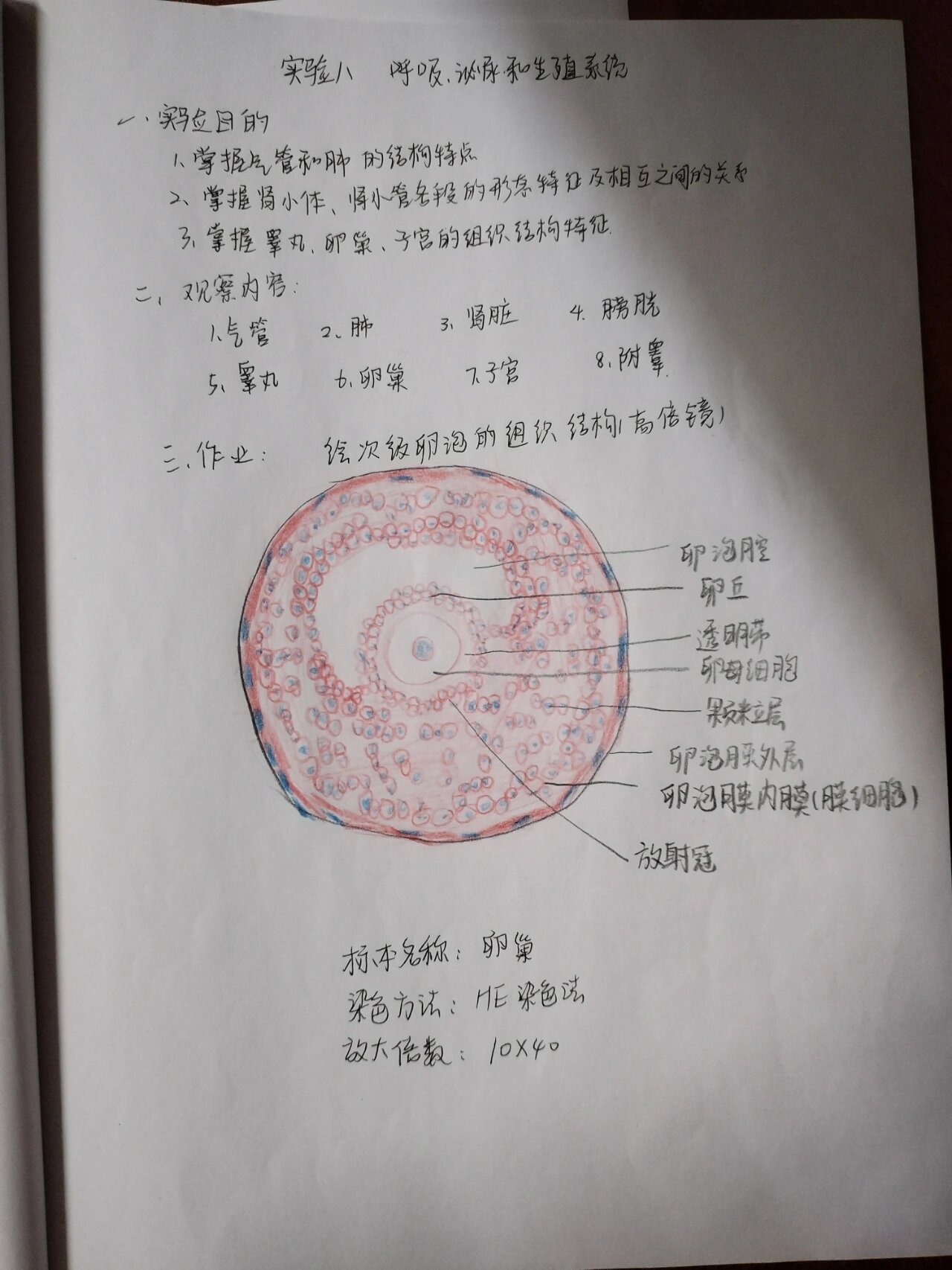 次级卵泡组织高倍镜红蓝铅笔绘图 回家前的最后一次组胚实验报告了