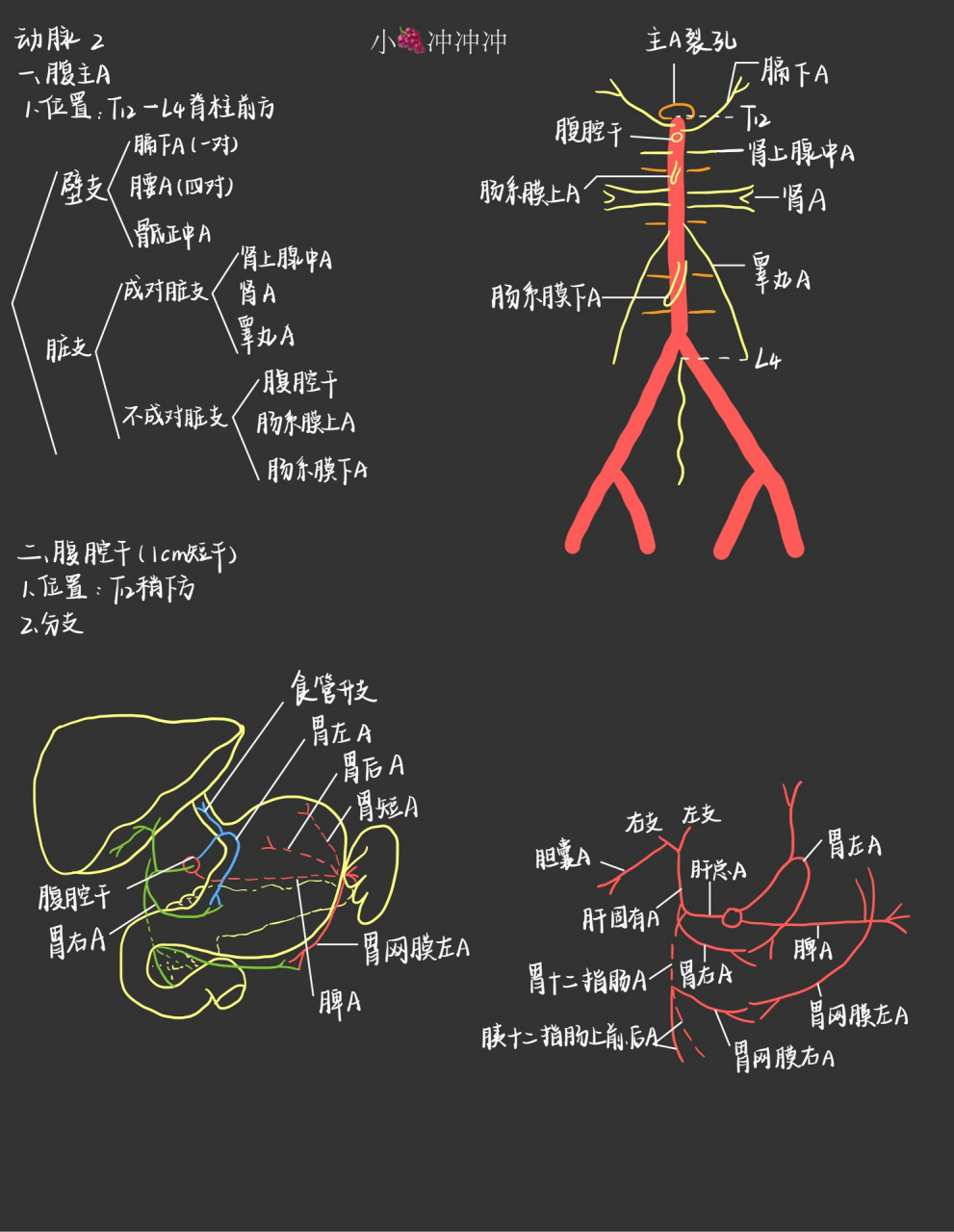 霍琨教授 系统解剖学笔记 day41 血管2