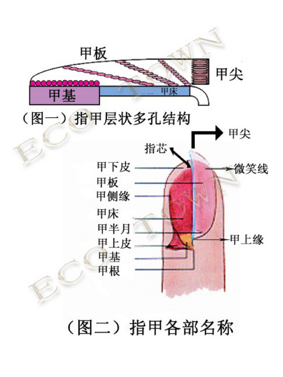 指甲的结构知识和讲解图片