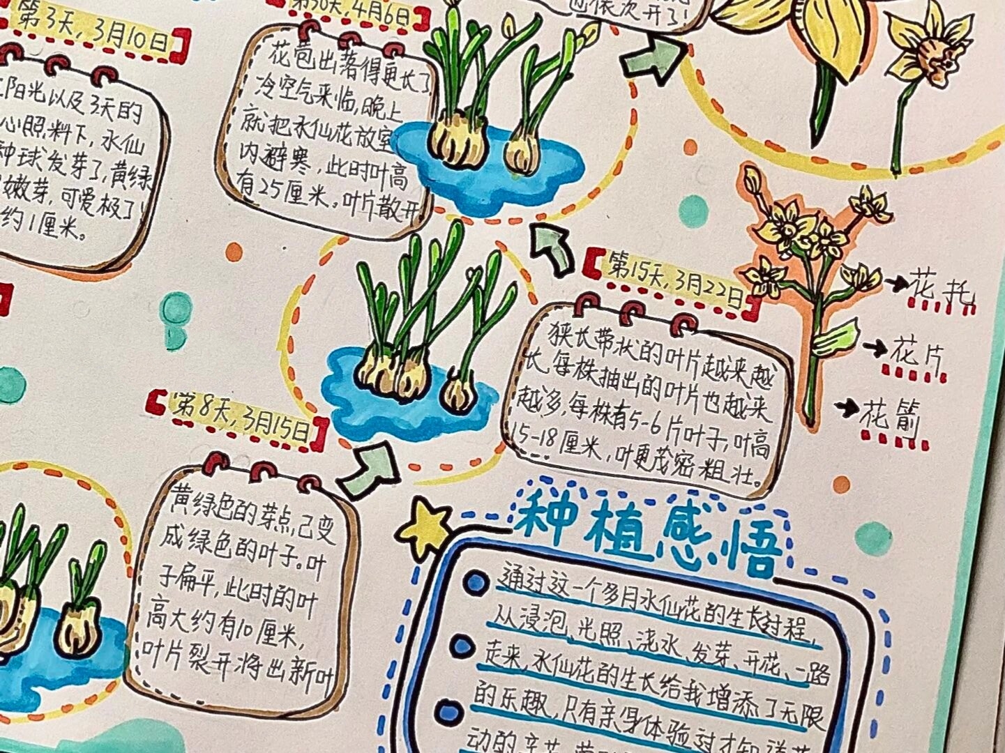 水仙花📒自然笔记 水仙花成长记手抄报 自然笔记手抄报 水仙花成长
