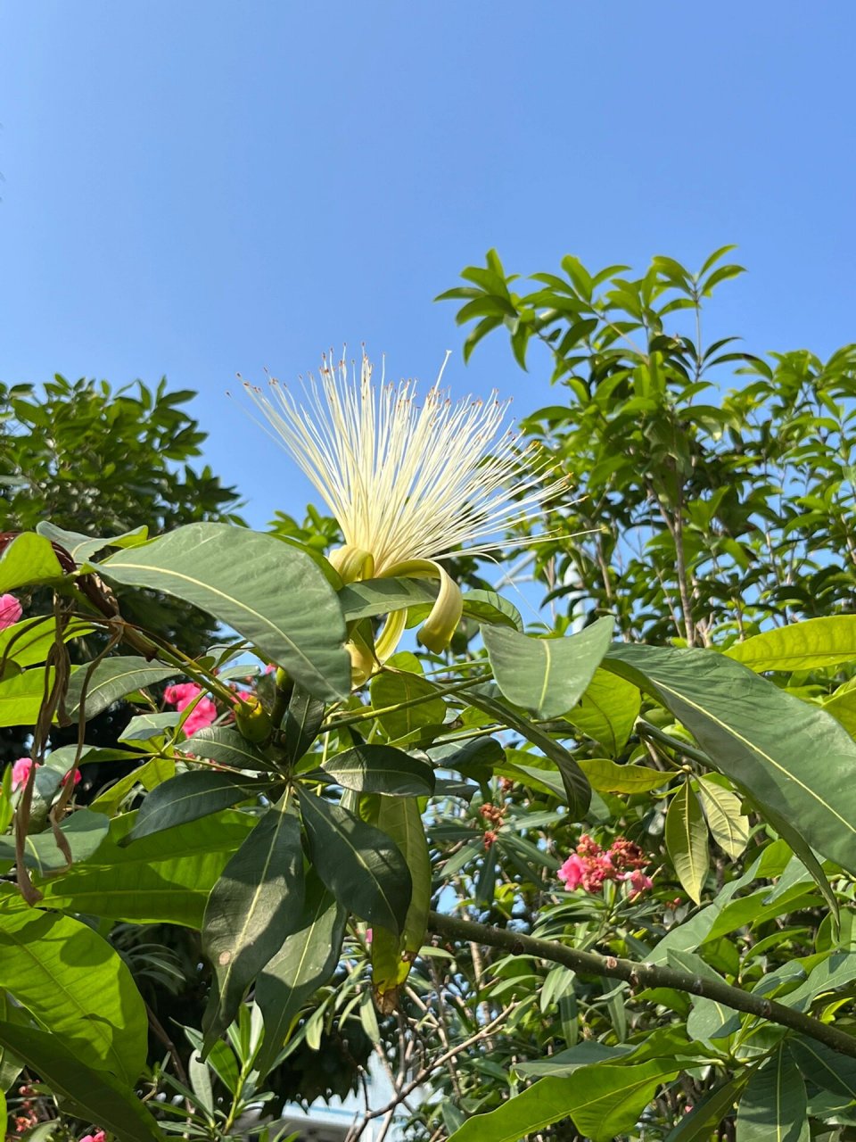开花的发财树 难得一见的发财树开花98,寓意花开富贵!财源滚滚!