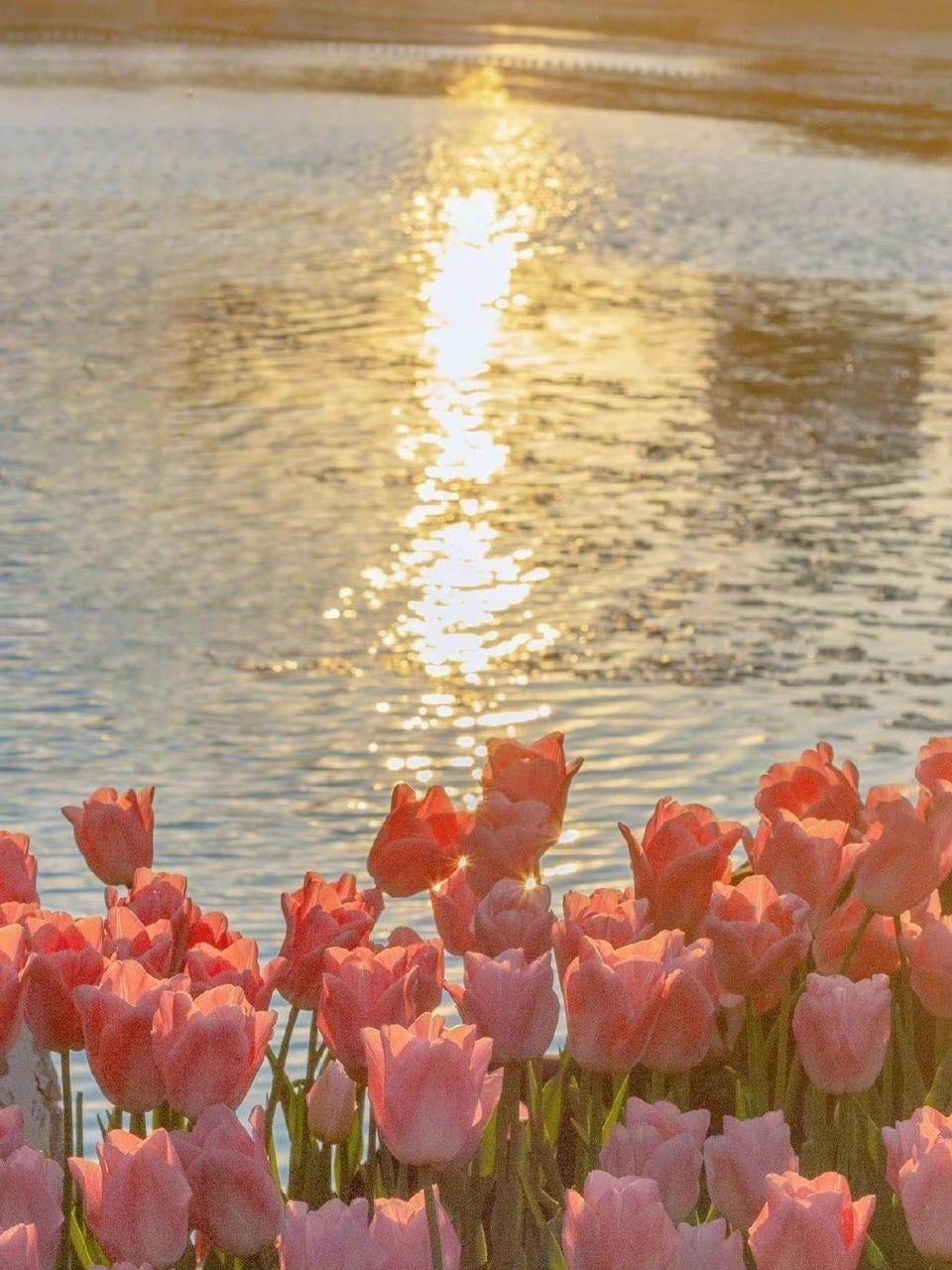 本玄学女孩分享一波招桃花壁纸送给大家 过了清明阳气升起来了哦,马上