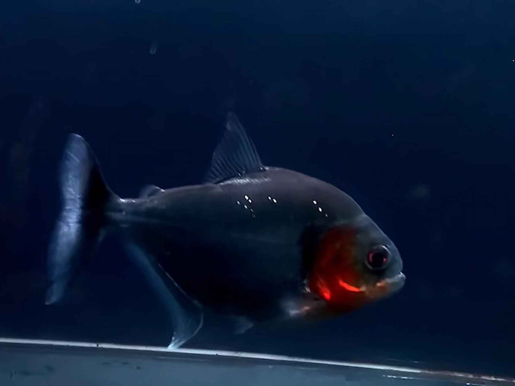 高端珍贵水虎鱼—辛古水虎 辛古水虎( serrasalmus manueli)中文学名