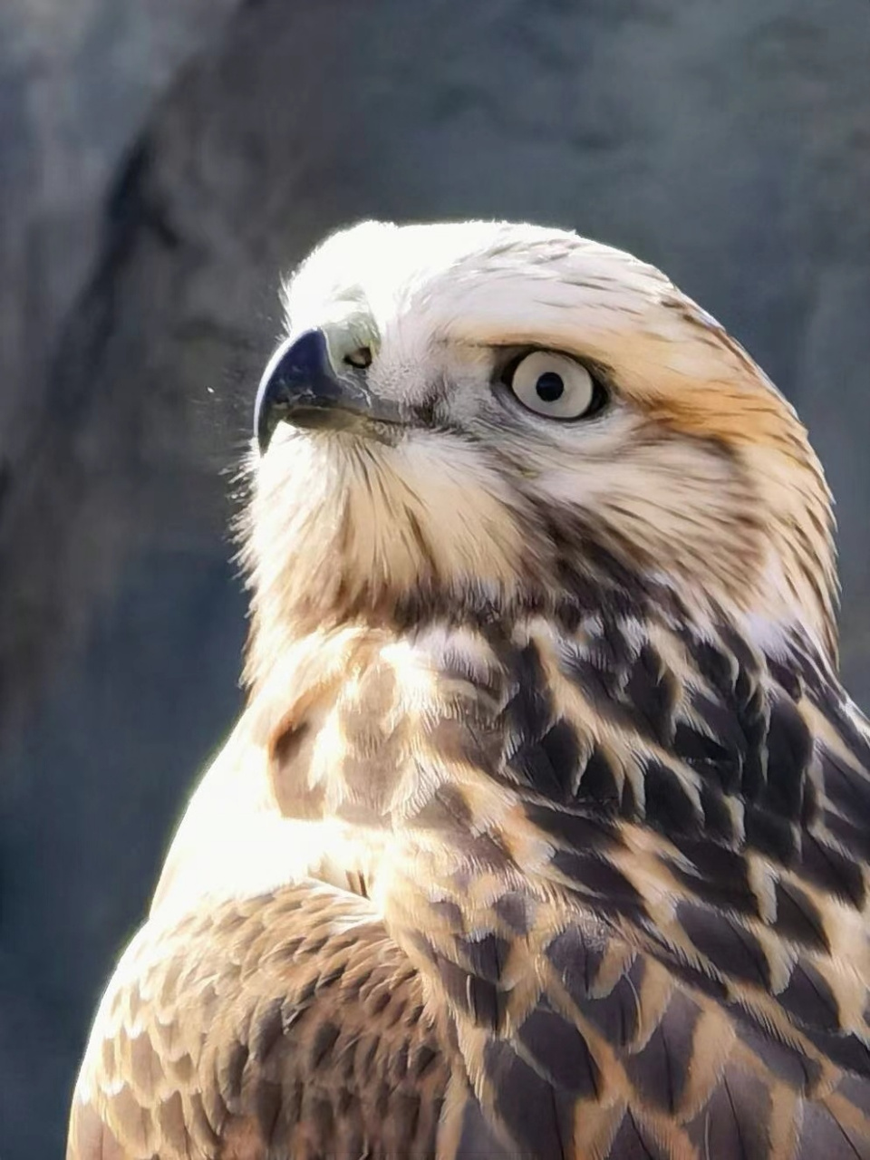 外蒙古的鹰图腾,神骏到不能直视,但是内心又爱到深处 07 #百家车坛