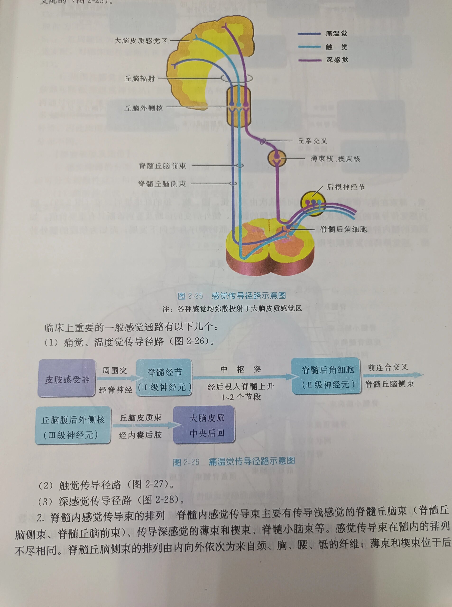 神经系统传导通路合集 最近在神内轮转