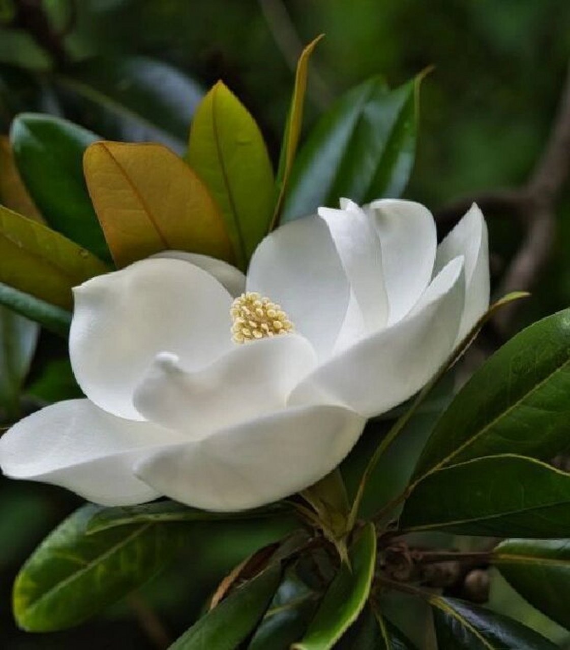 94荷花玉兰开花的时候像极了荷花开在了树上,所以得名"荷花玉兰"