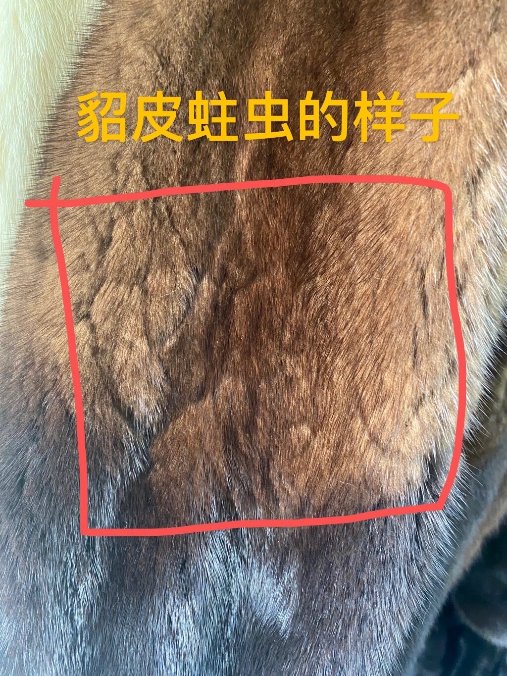 貂皮被虫蛀的图片图片