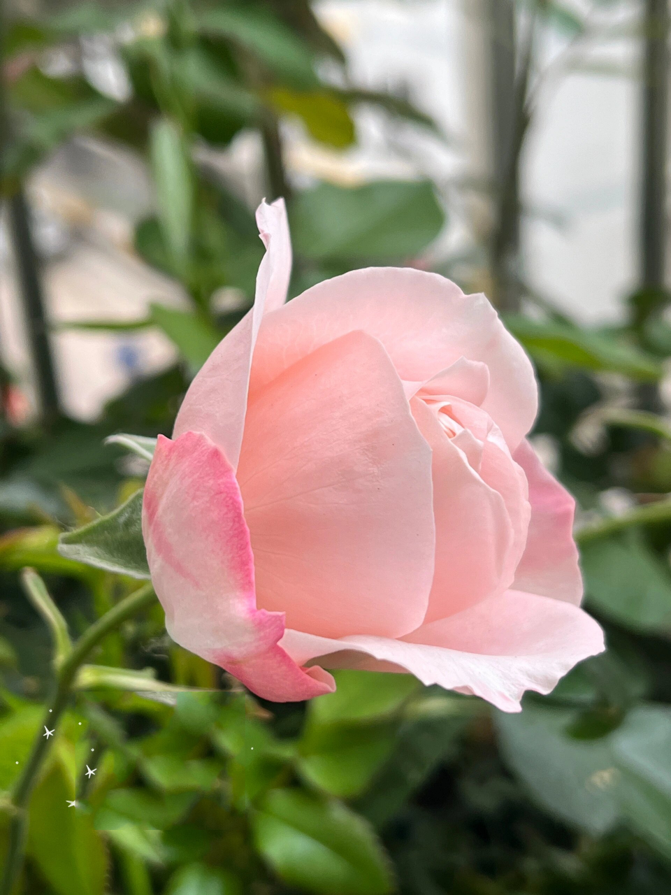 月季【樱花公主】 这是我最爱的品种之一 浓郁的水果甜香 梦幻的柔
