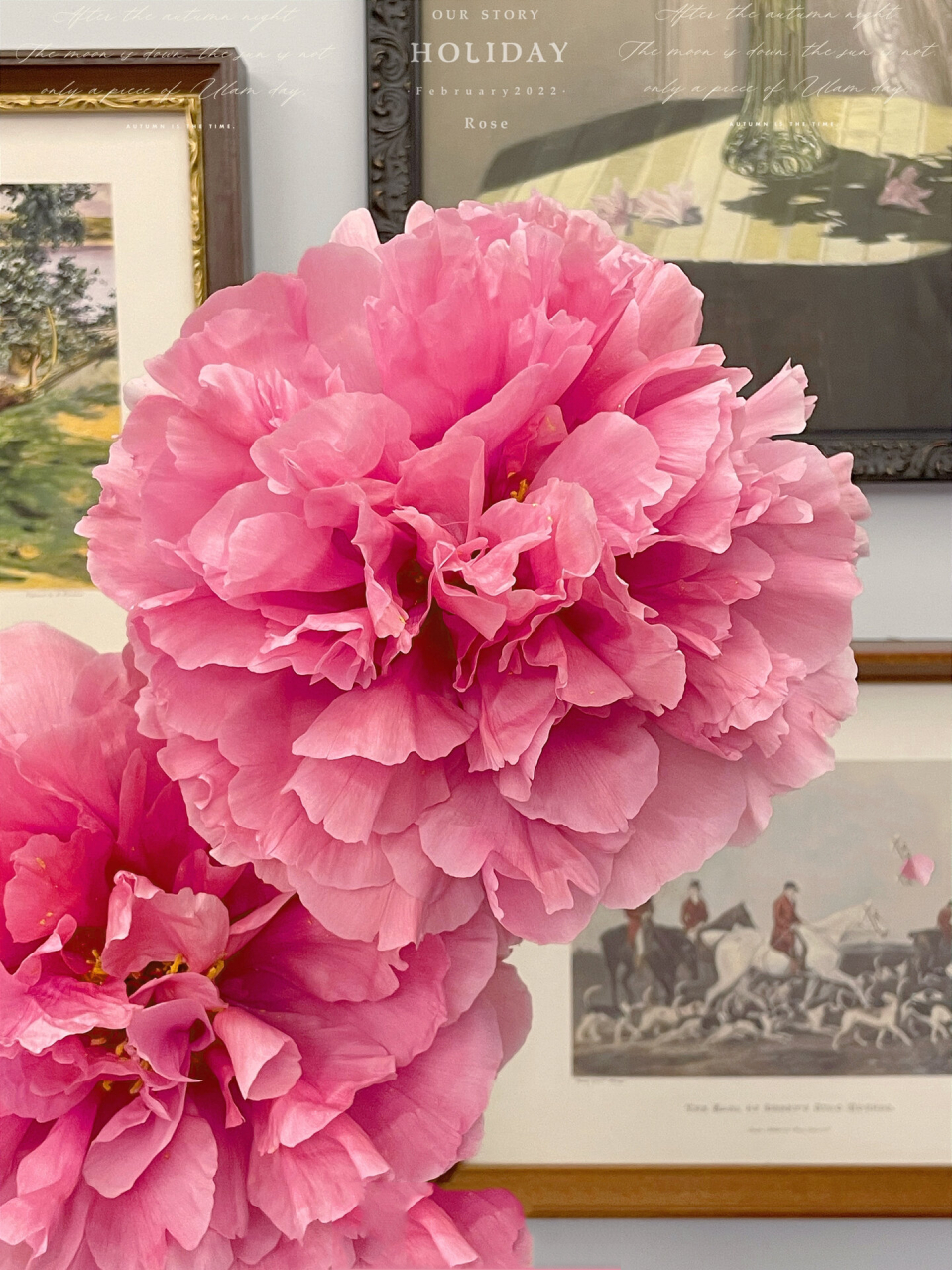 牡丹7414圣代 半球型的花型 真的很像芍药哈哈哈