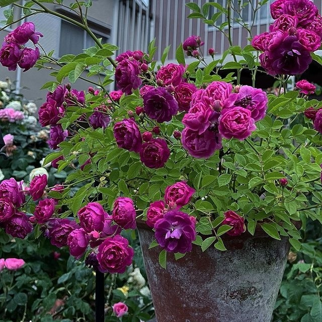 美国月季 95甜蜜马车95 美国月季 95甜蜜马车95 美国穆尔微月