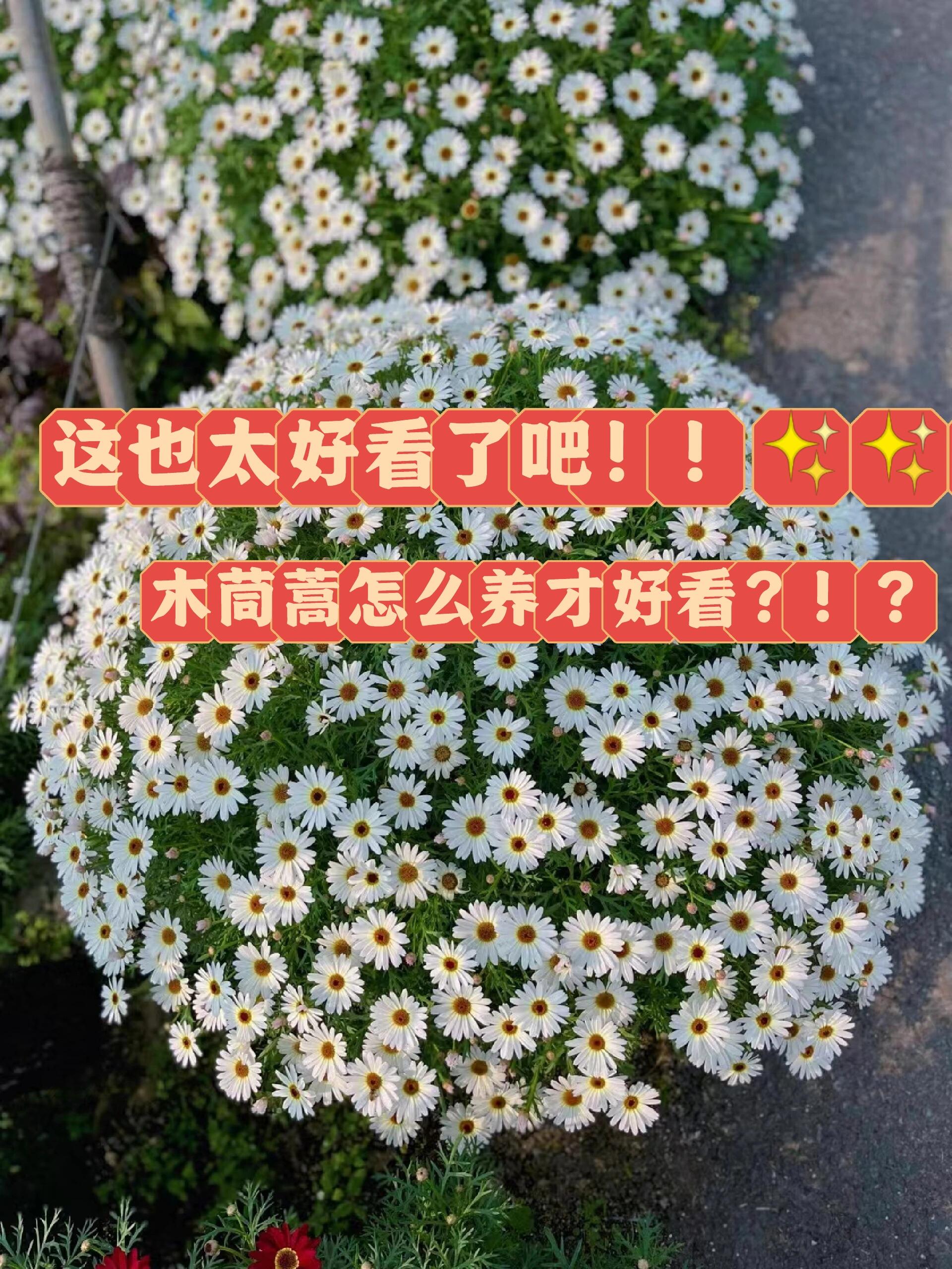 木茼蒿长啥样?怎么养?