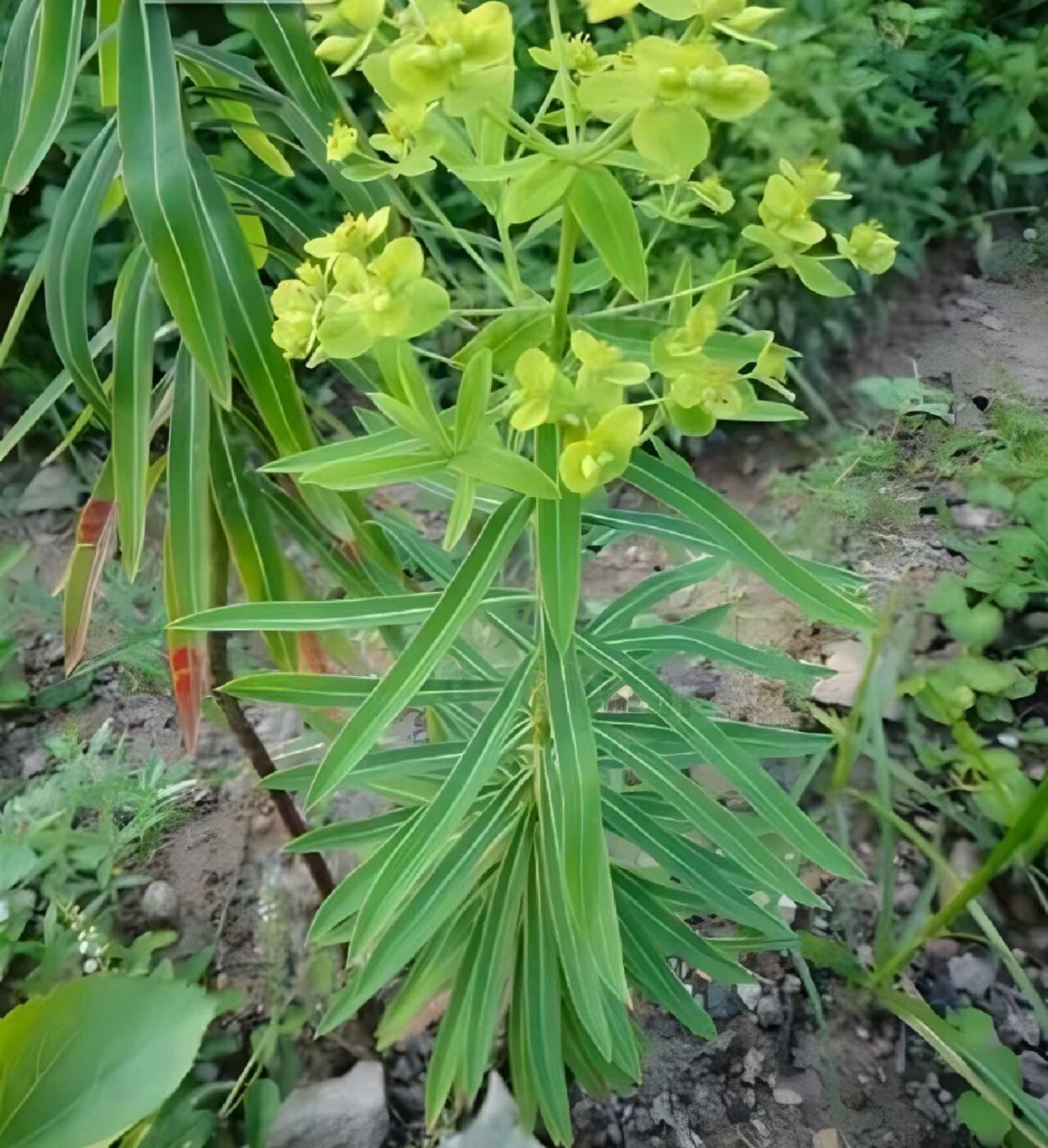 甘遂植物图片图片