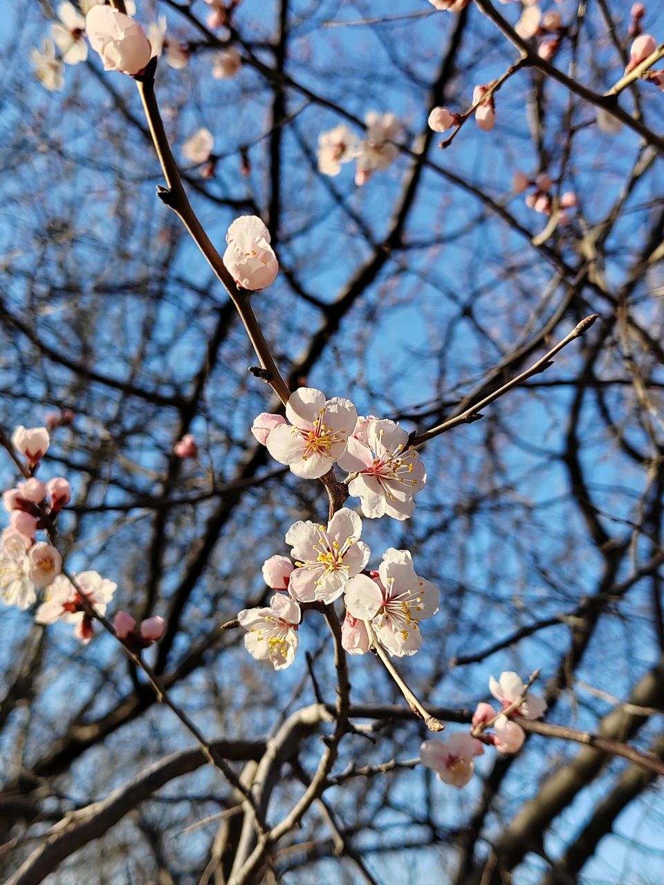 杏树开花时的照片图片