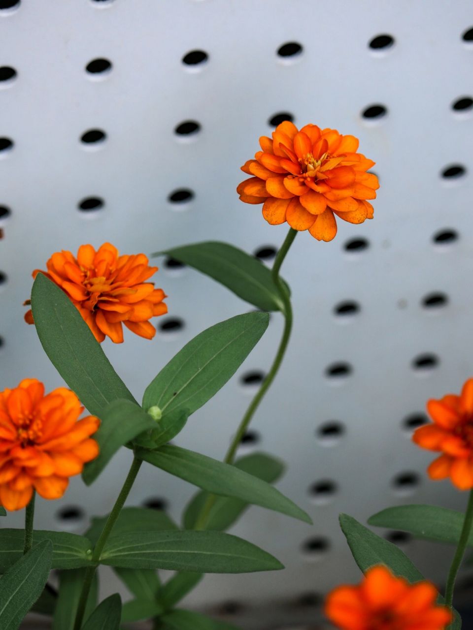 此外,阔叶鱼尾菊受到了传粉者的喜爱,也为野生动物提供了食物来源.