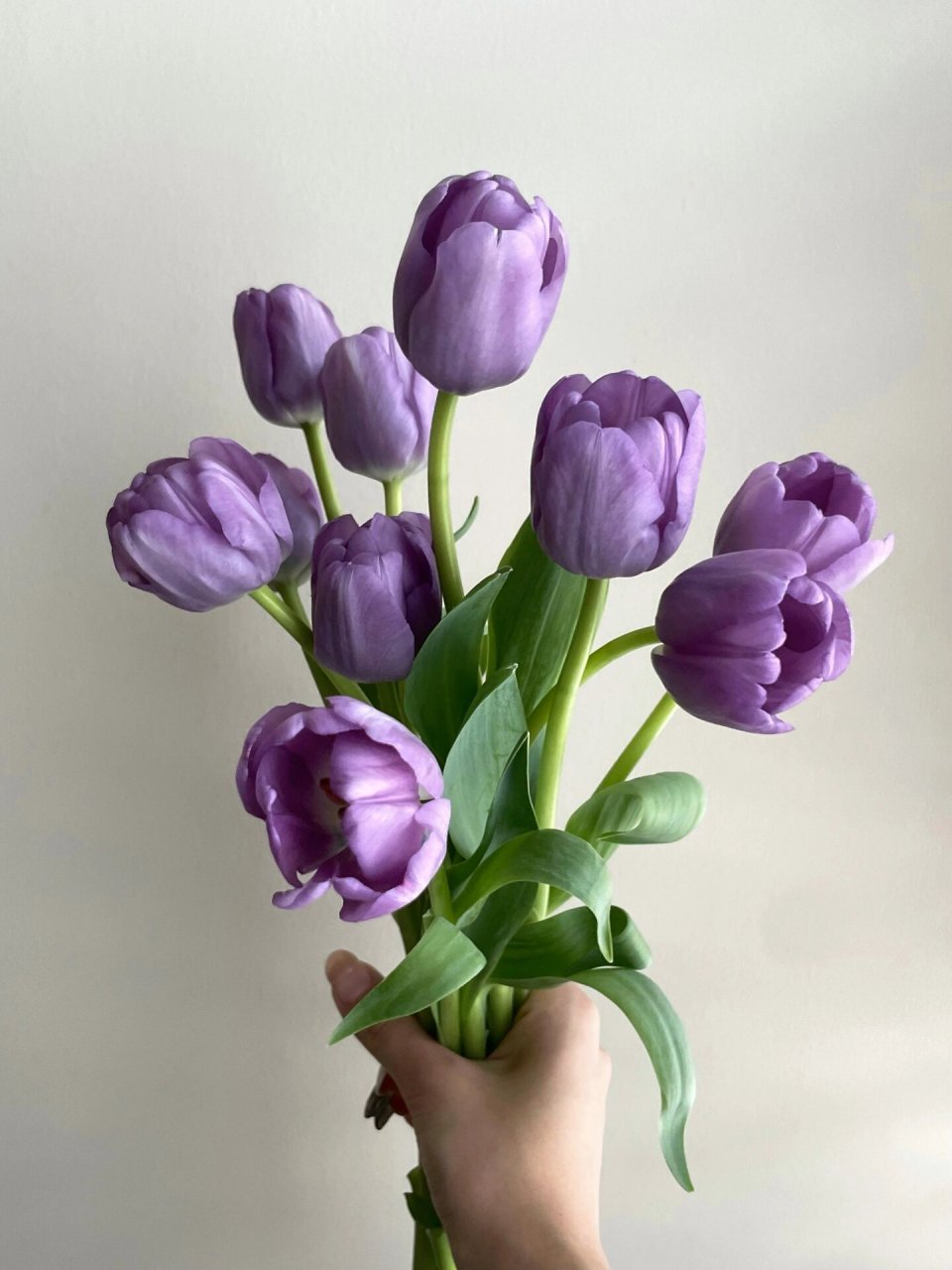 生活美学|紫色郁金香🌷 紫色郁金香真美.