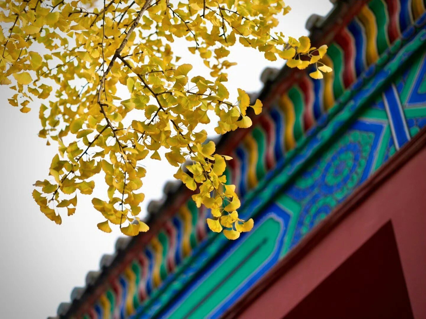 北京地坛公园进入银杏最佳观赏期 我周三去的,这两天去叶子会更黄.