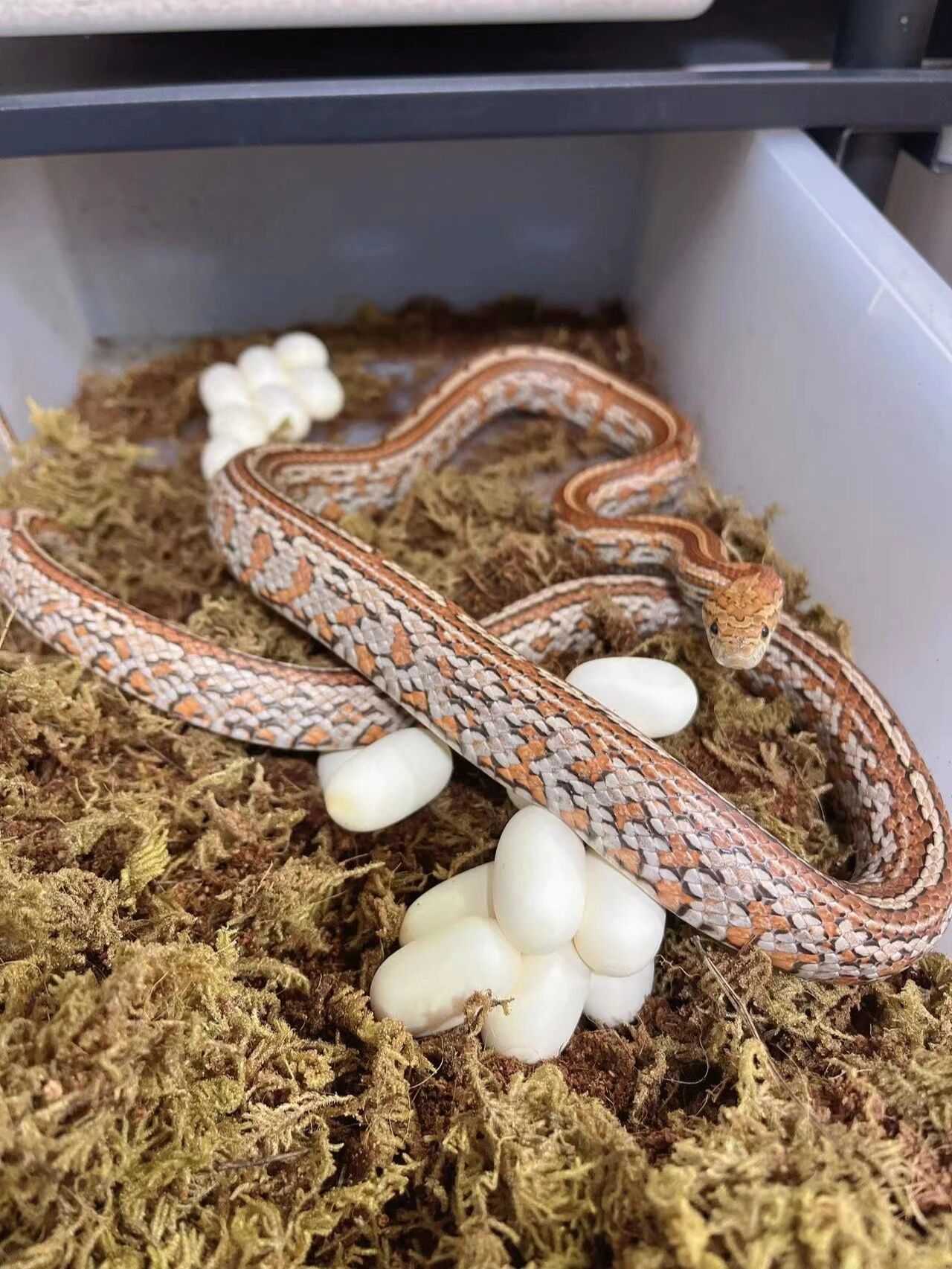 玉米蛇繁殖记 这窝原色显直het雪白木炭互配,会出原色,原色显直,炭黑