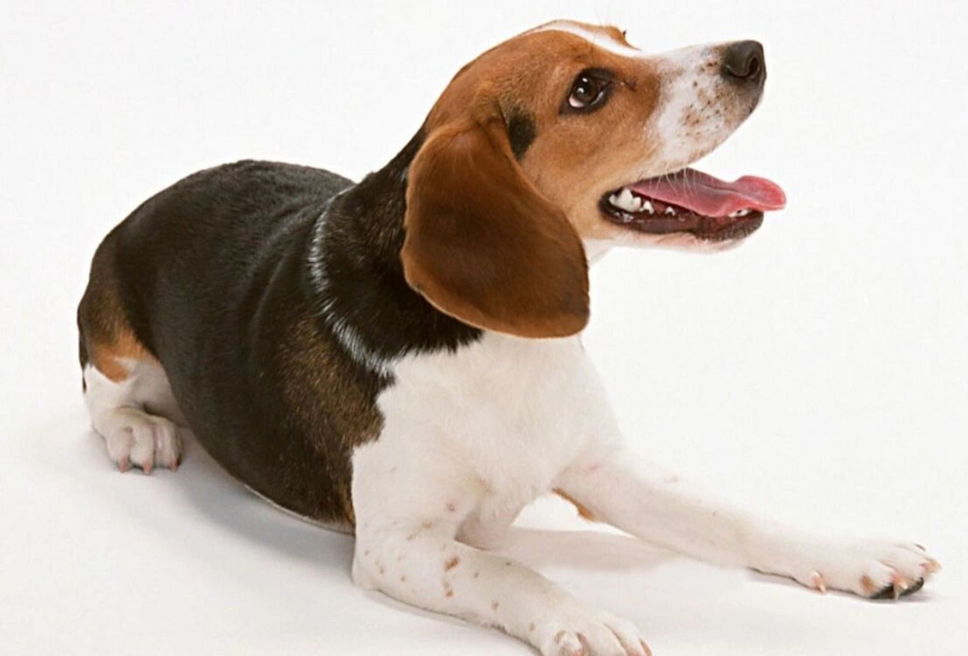 比格犬——实验用犬 比格犬是一种中型犬,原名米格鲁猎兔犬,他们的的