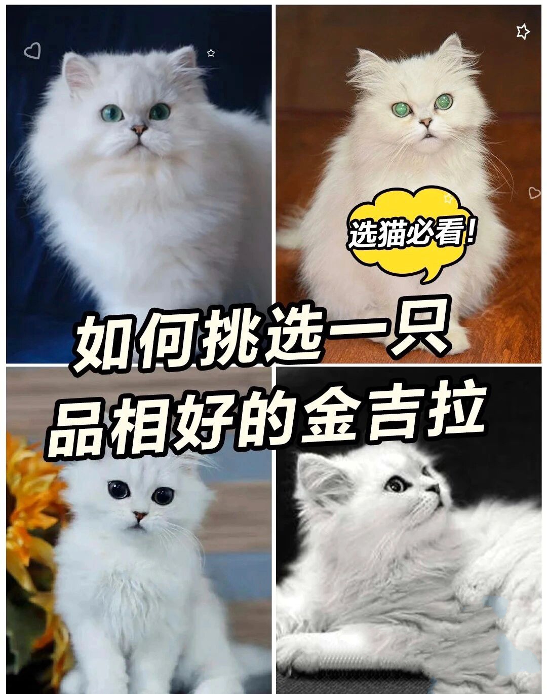 如何挑选一只品相好的金吉拉97选猫必看