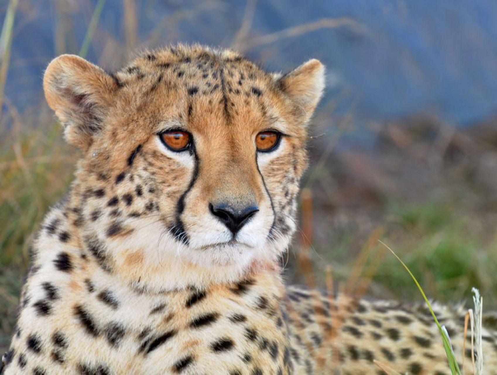 猎豹 92命名:猎豹(学名:acinonyx jubatus):是食肉目的猫科动物