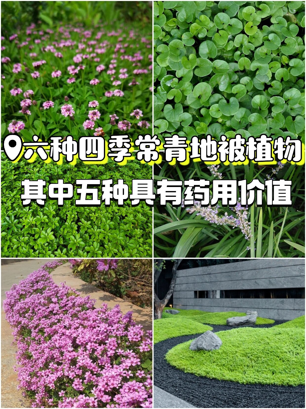 北方地区植被类型图片