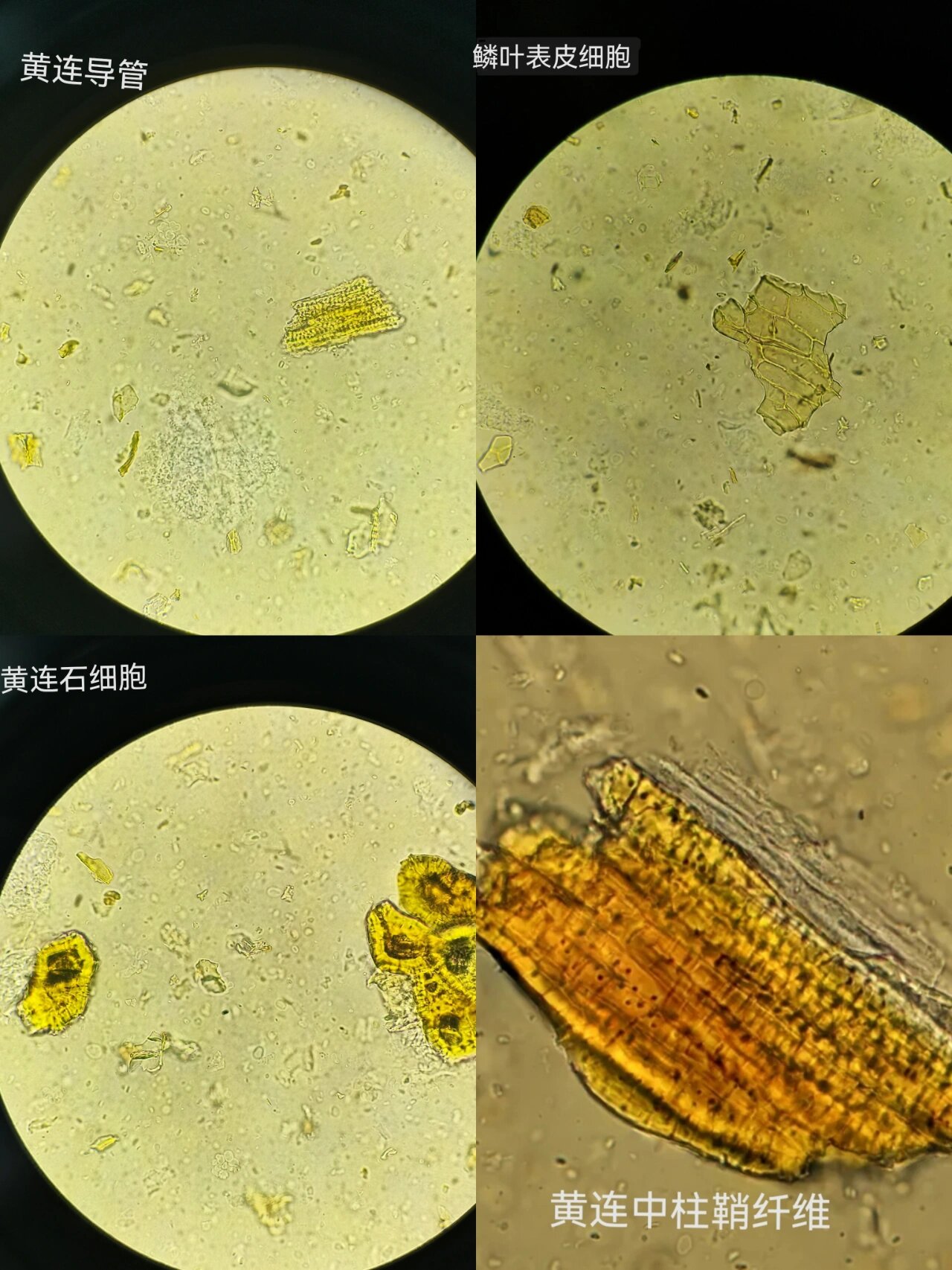 黄连显微特征简图图片