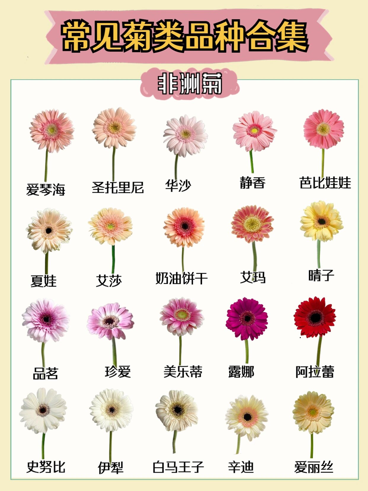 花材|常见菊花品种合集 #非洲菊#乒乓菊