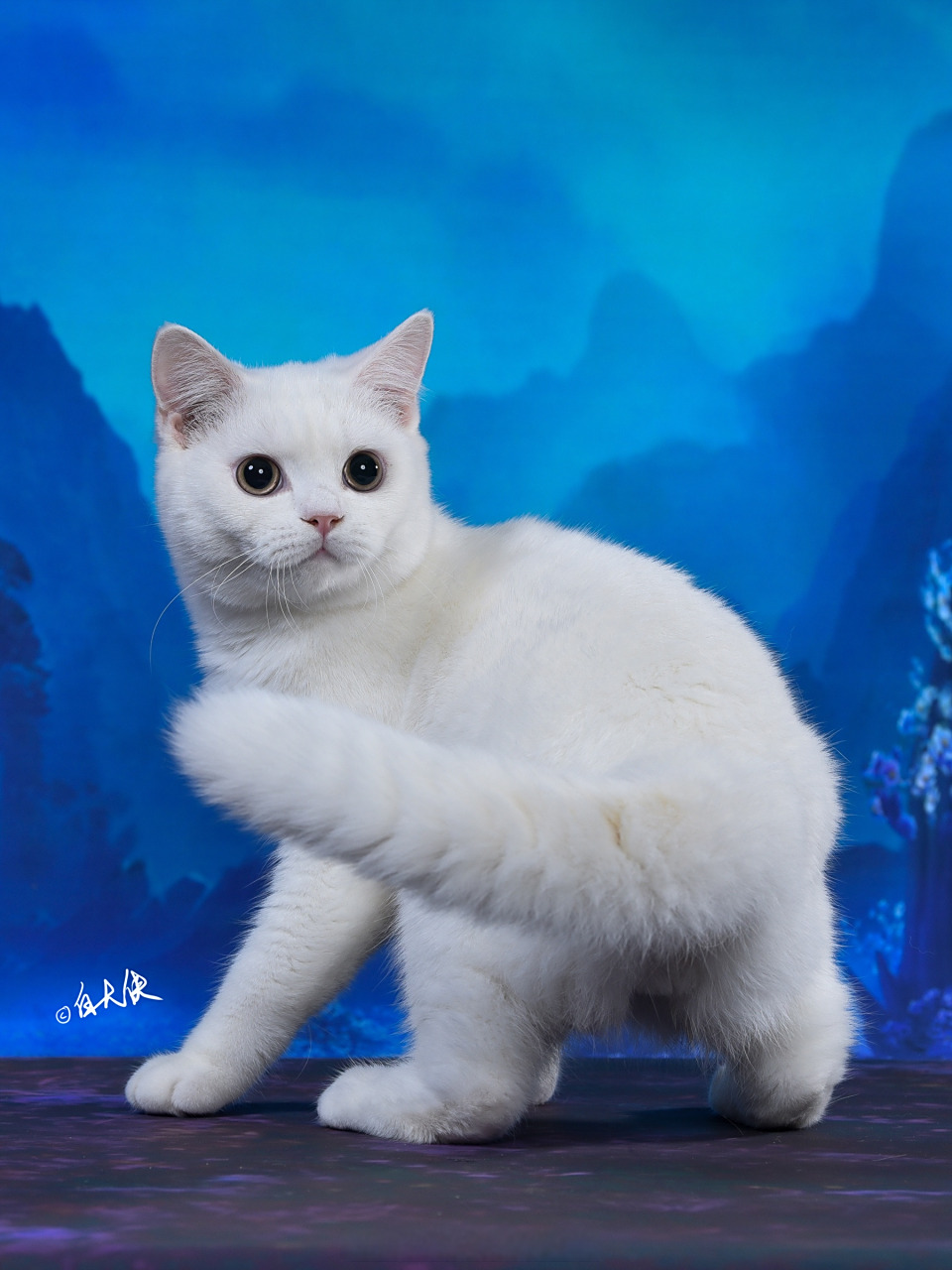 英国短毛猫#早安鸭,白色的英短弟弟真可爱.