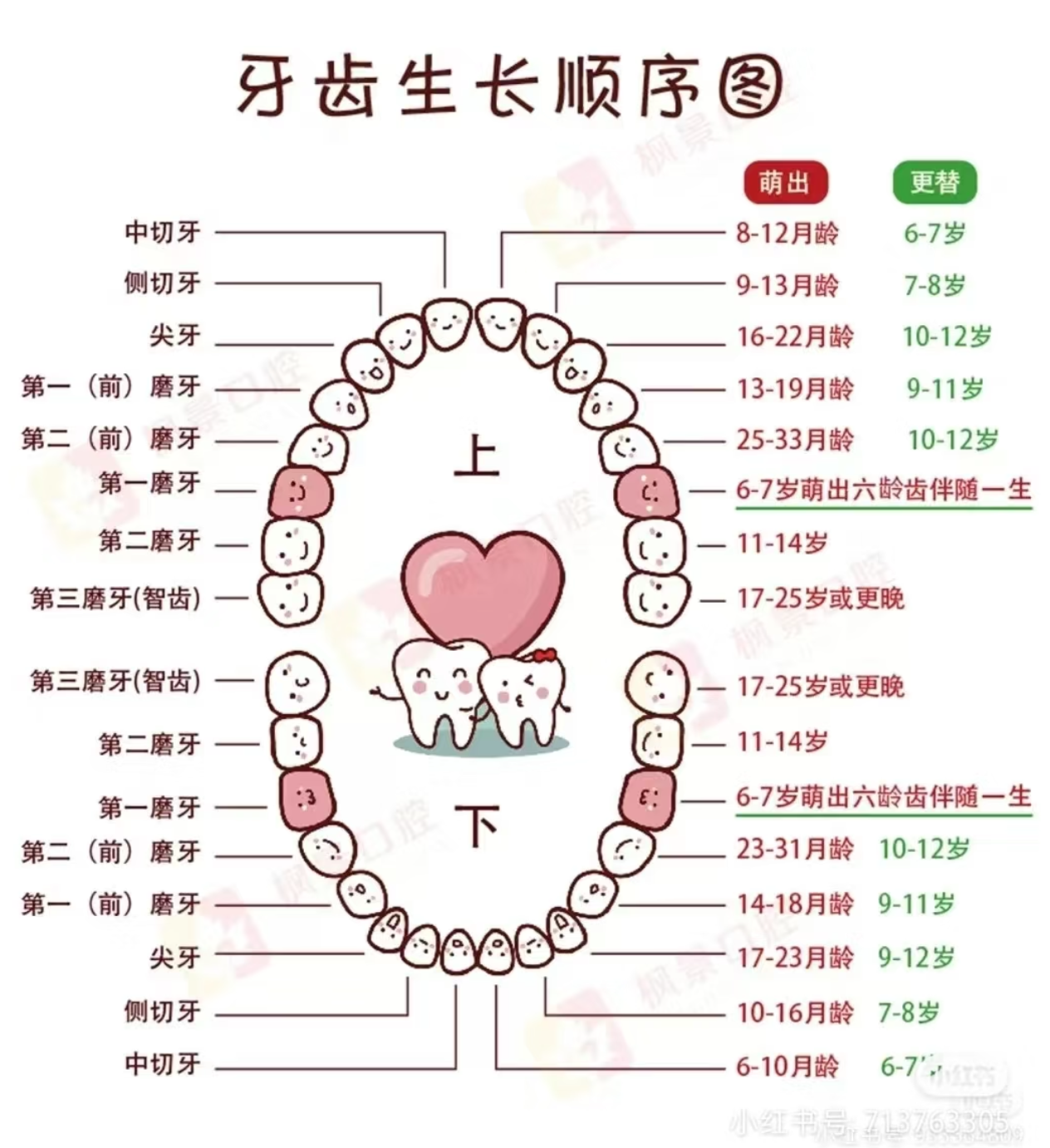 六龄齿前面的牙,通常是指第二乳磨牙,一般会在