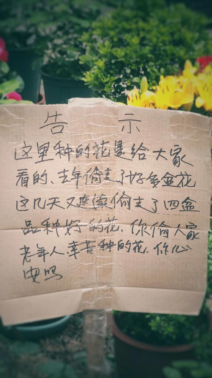 你偷我的花 你采我的花 你