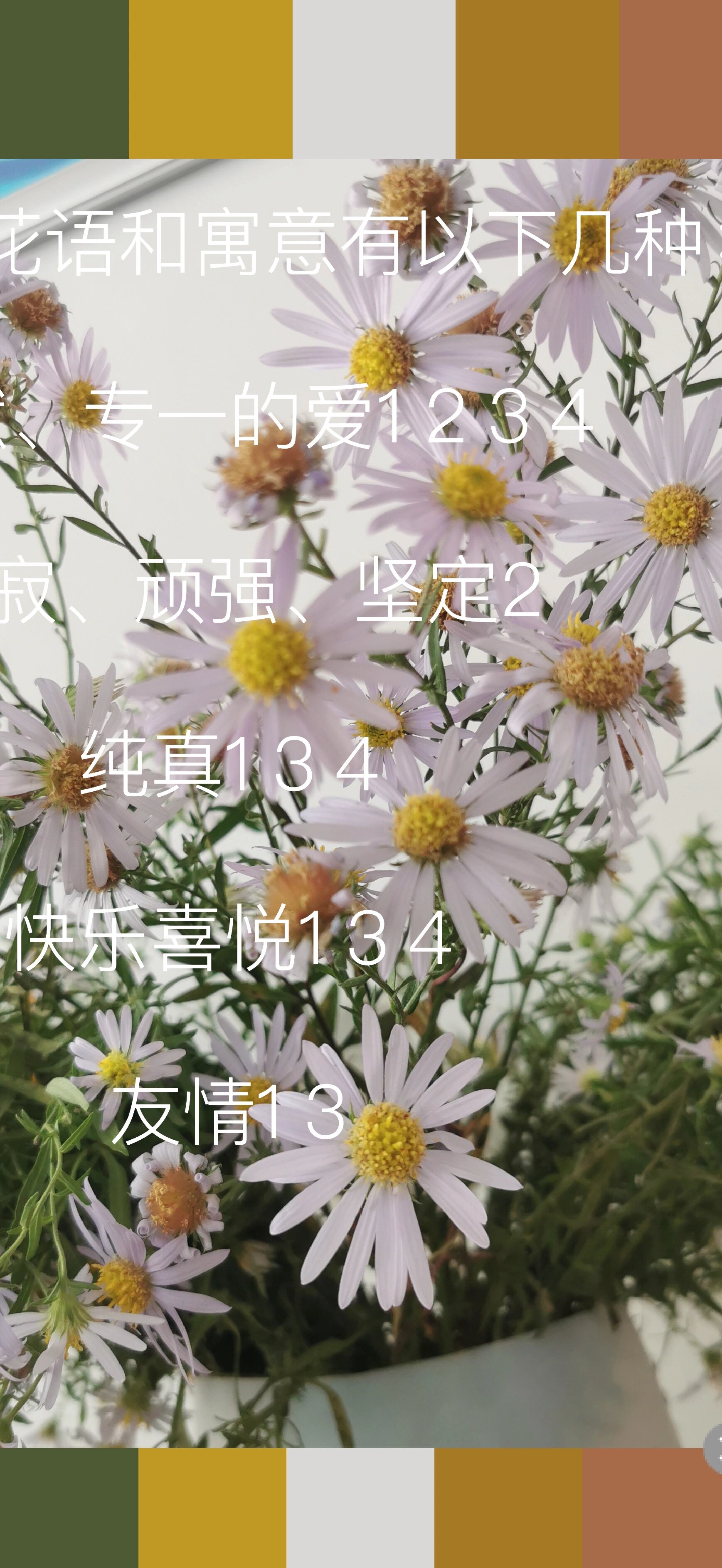 白色野菊花花语图片